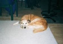 Rex